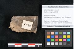 Foto (Objekt + Etikett) von Callitris brongniartii Endl. (NHMW-GEO-2024-0188-8223)